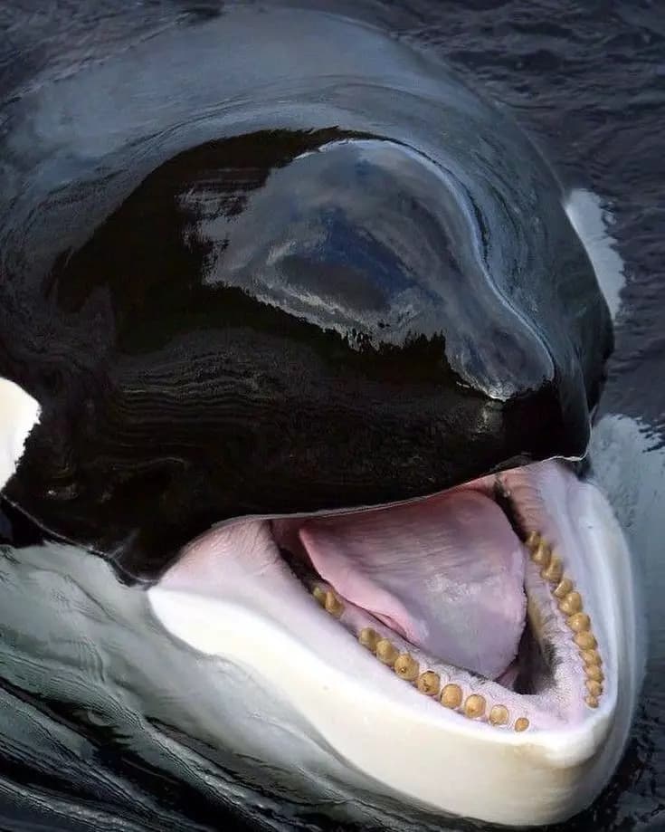 Orca thumbnail