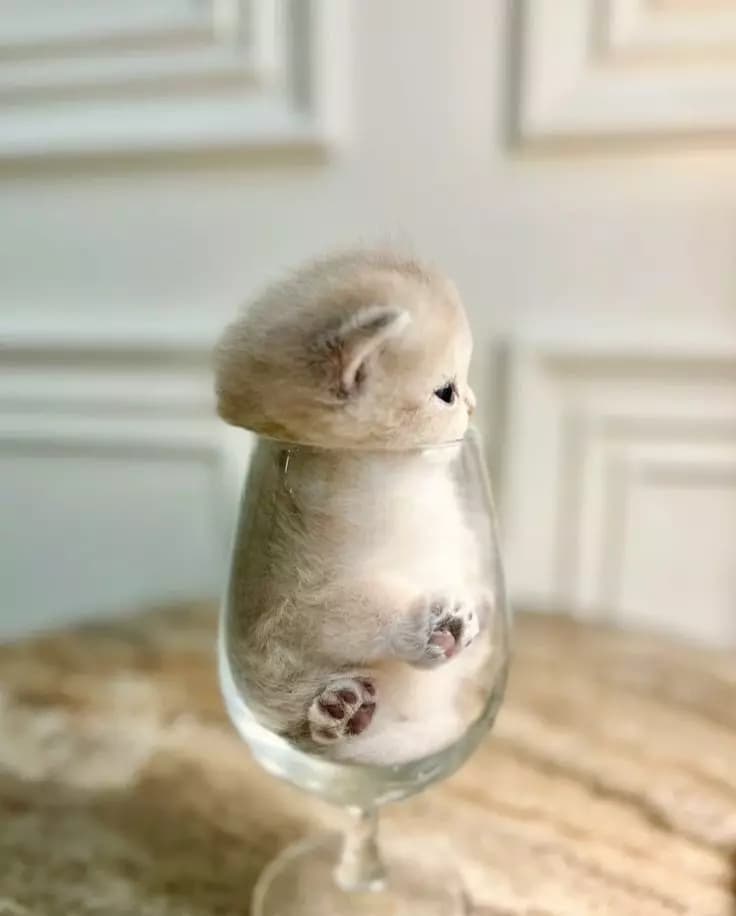 Bir bardak yavru kedi thumbnail