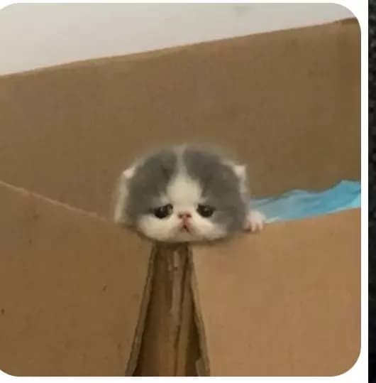 Yalnız yavru kedi thumbnail