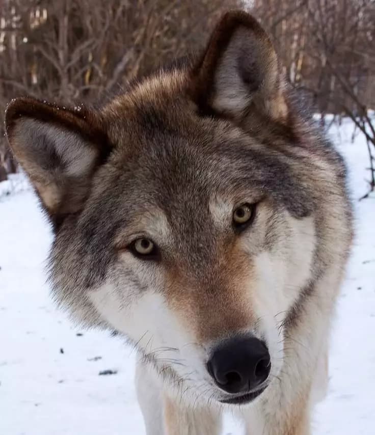 Fang, injured wolf thumbnail