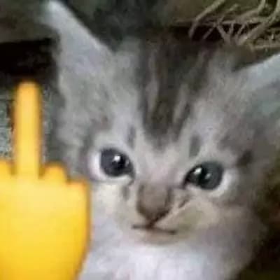 生氣的小貓 thumbnail