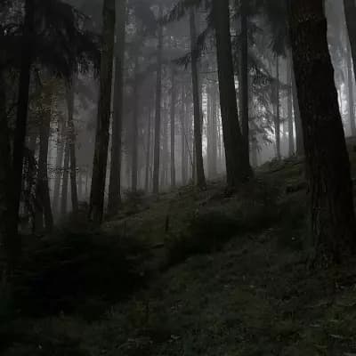 deep forest thumbnail