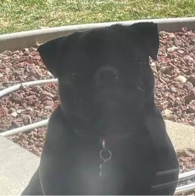 Hot pug thumbnail