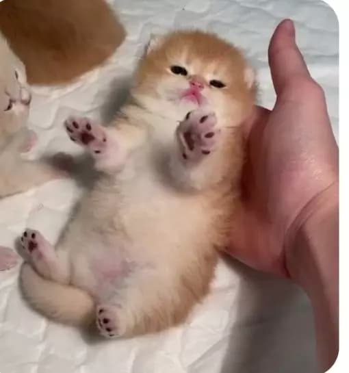 Yavru kedi thumbnail