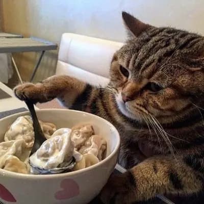 Styopa \[cat\] thumbnail