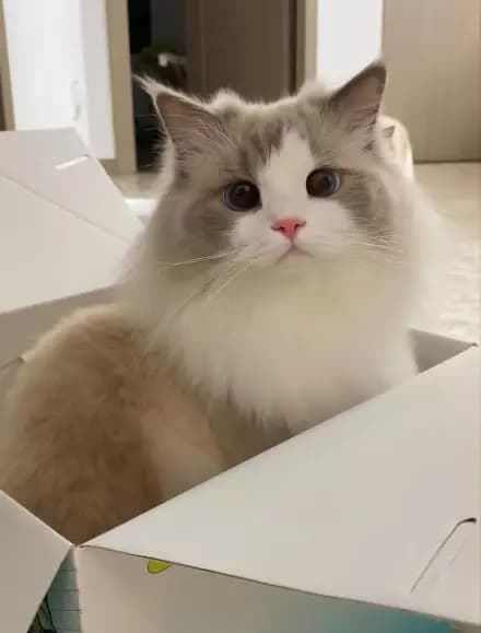 Pregnant cat thumbnail