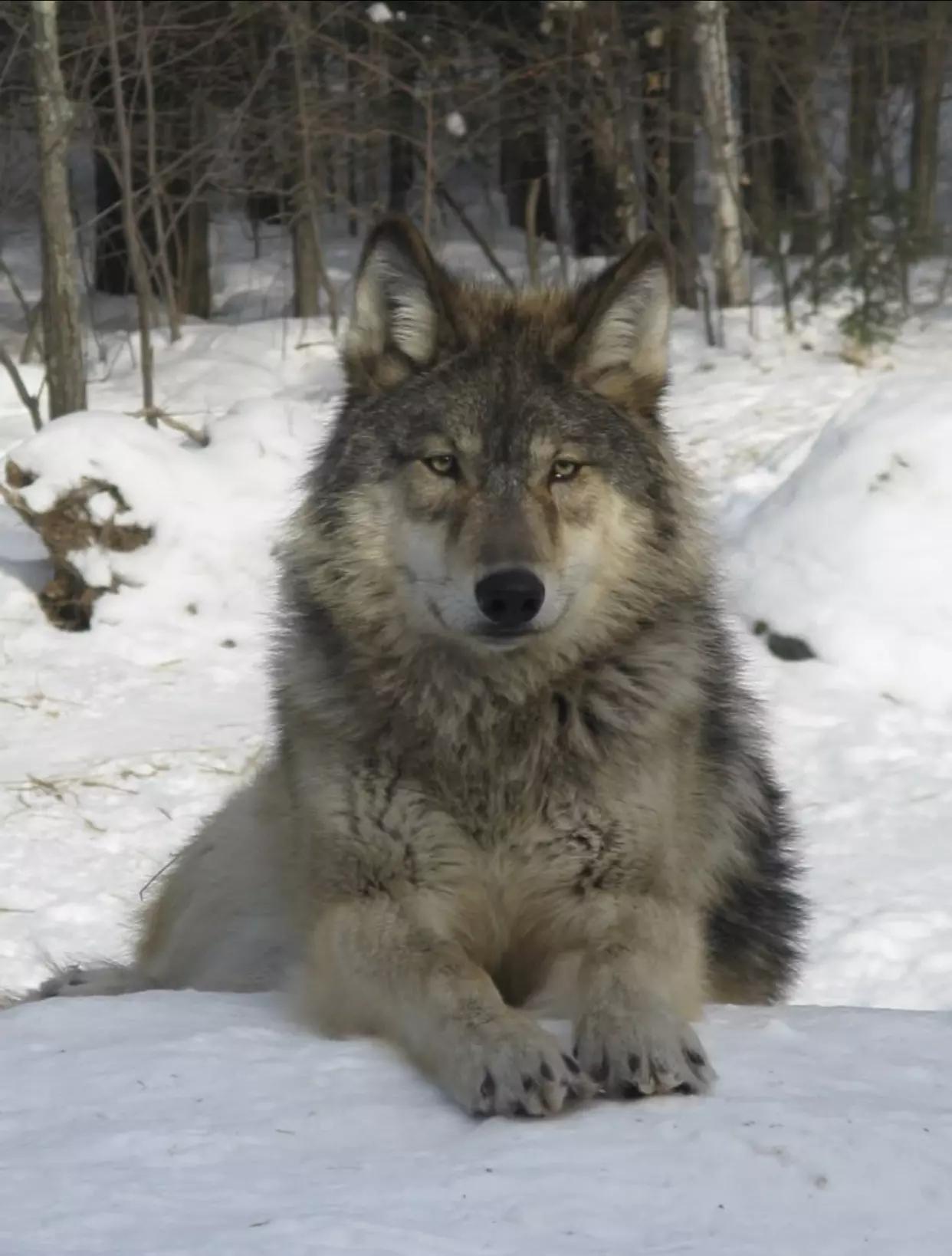 Wolf thumbnail