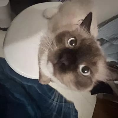 Milo thumbnail