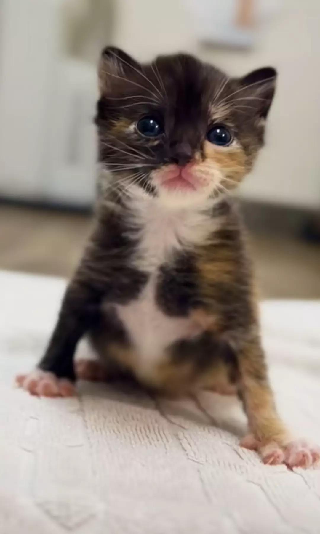 Puppy thumbnail