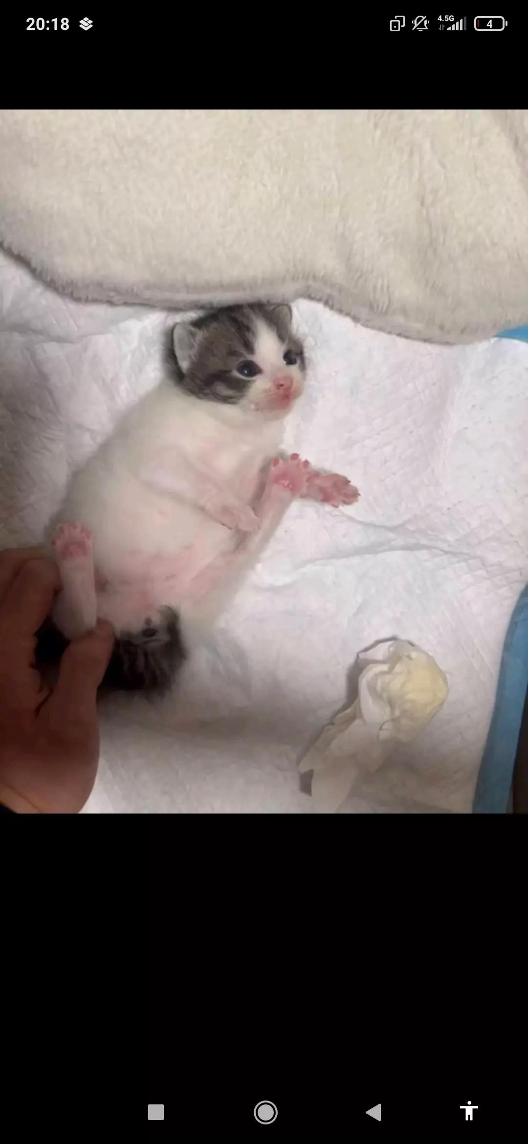 Yavru kedi thumbnail