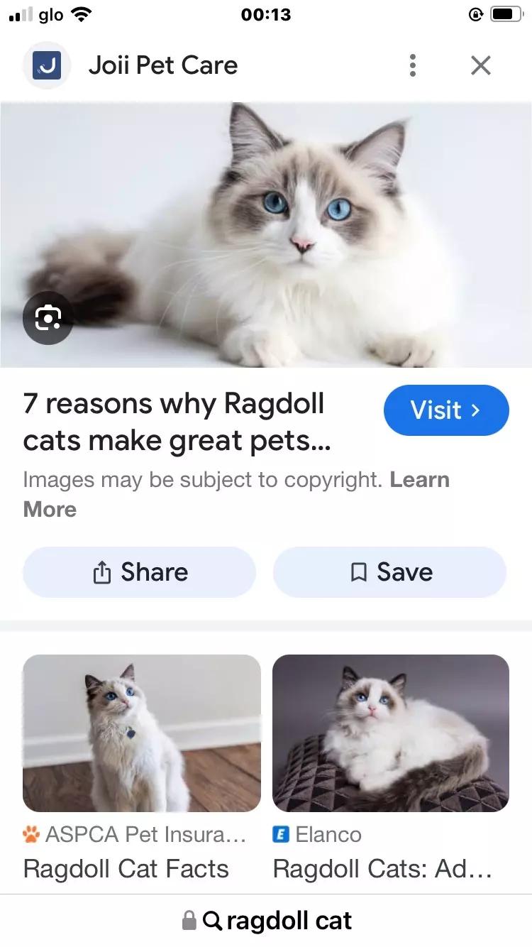 Gay cats  thumbnail