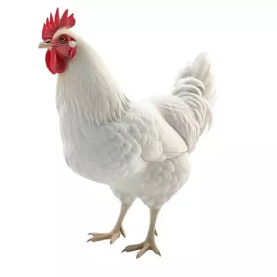chicken thumbnail