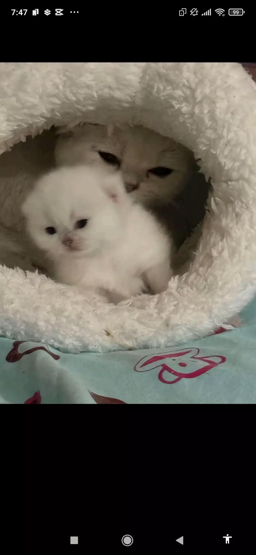Baby cata thumbnail