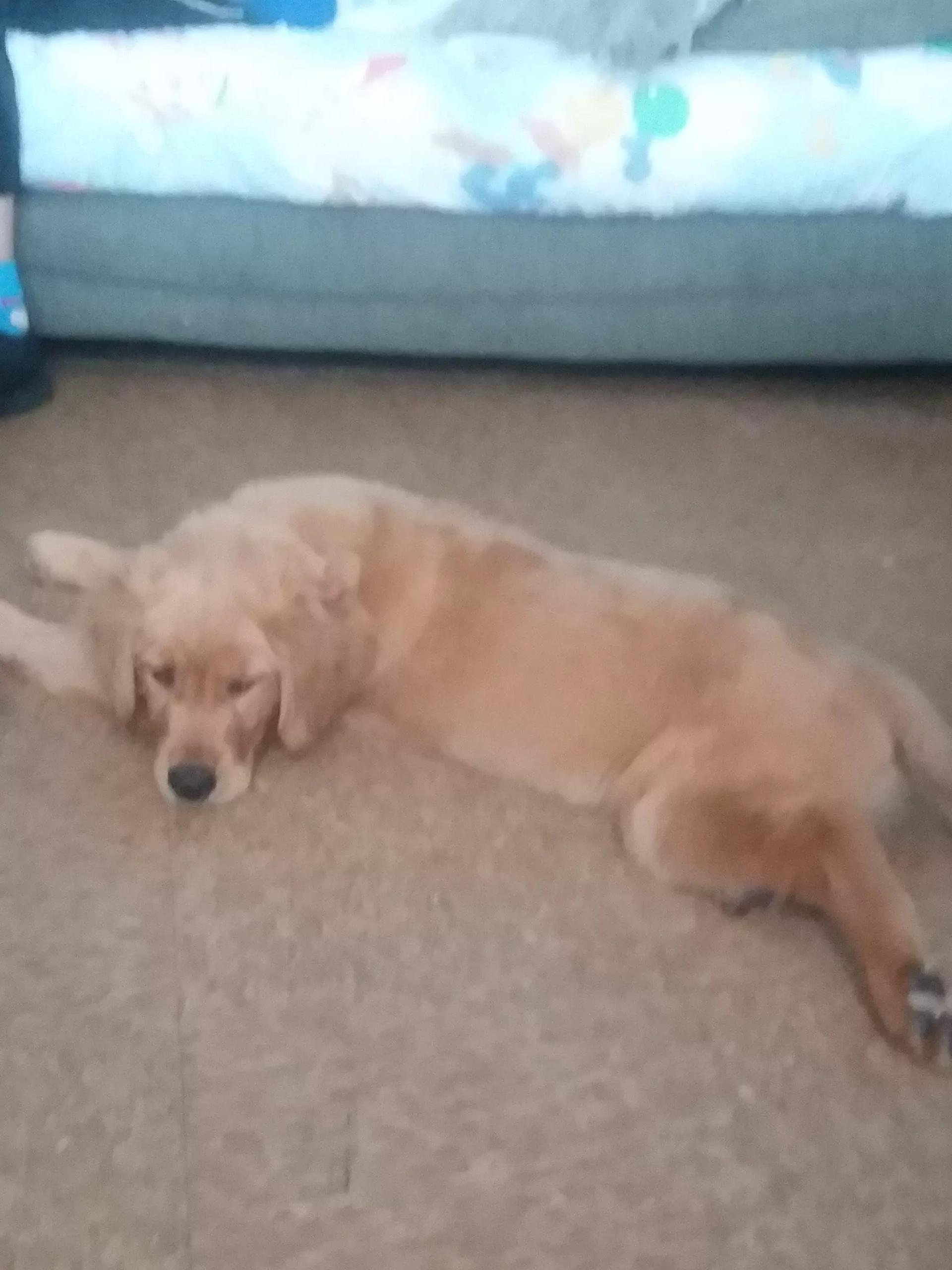 Hazel (or Harrold if you want it to be a male dog)  thumbnail