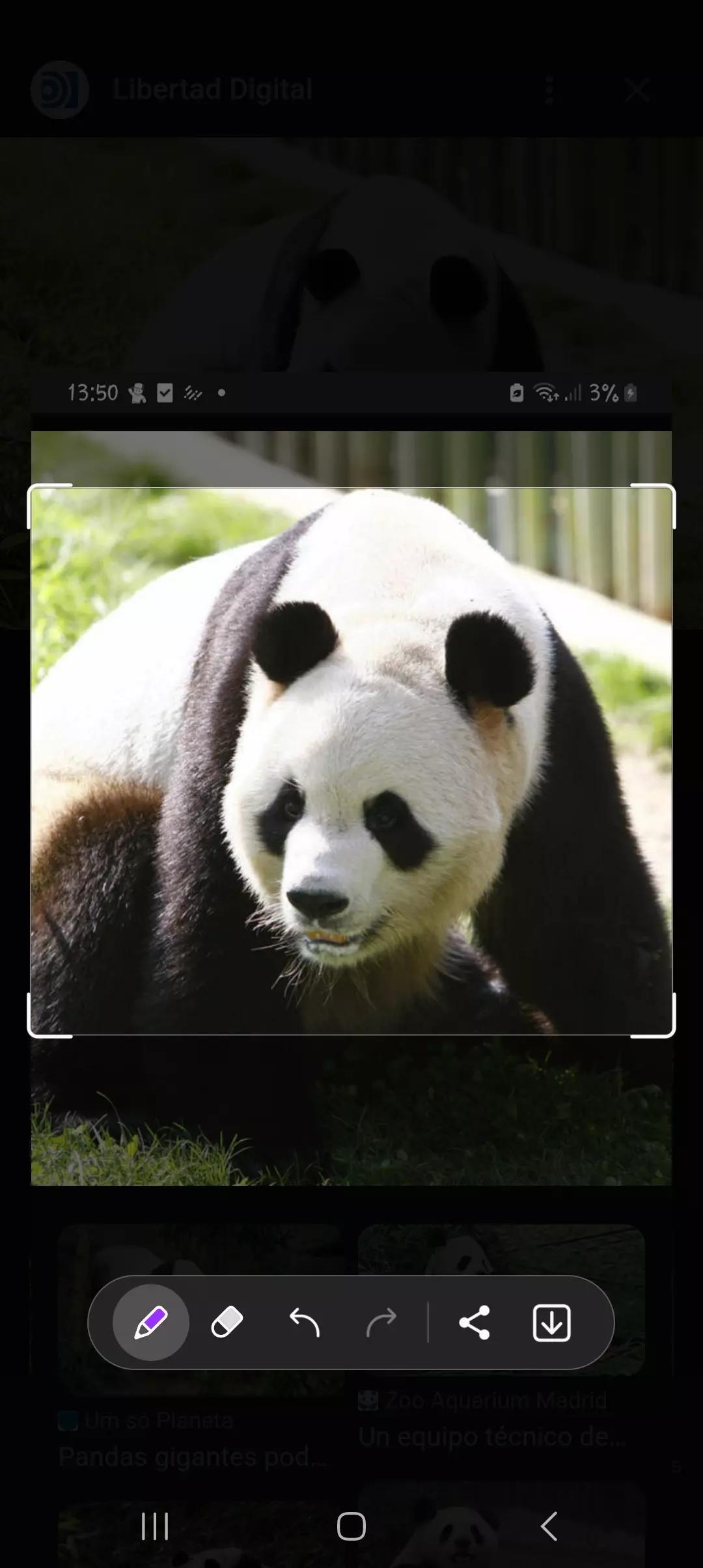 Panda thumbnail