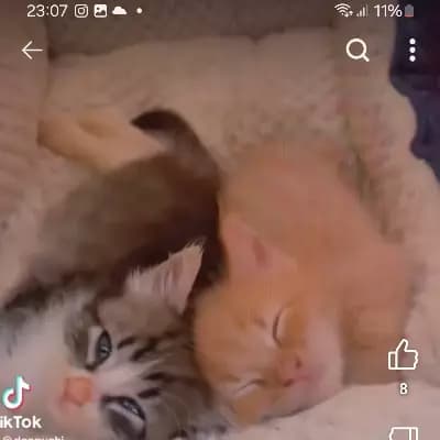 Tus gatitos  bebes thumbnail