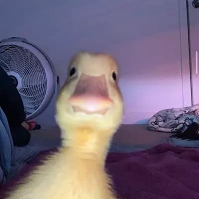 Bartholomew Quacksworth thumbnail