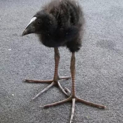 Pukeko thumbnail