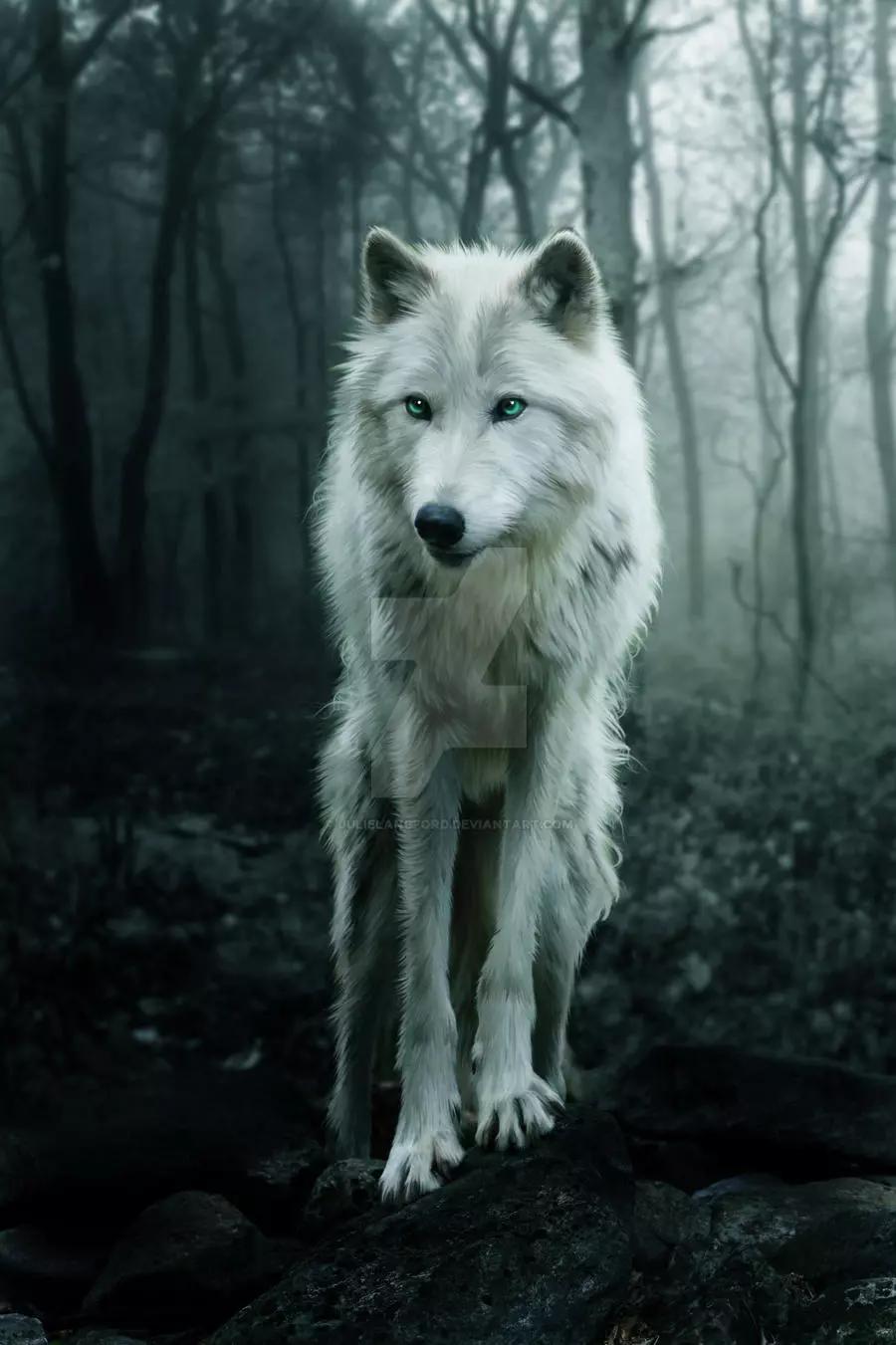 White wolf thumbnail