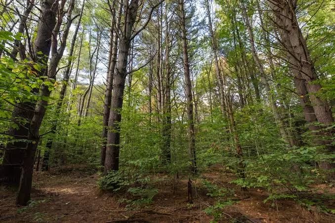 Forest  thumbnail
