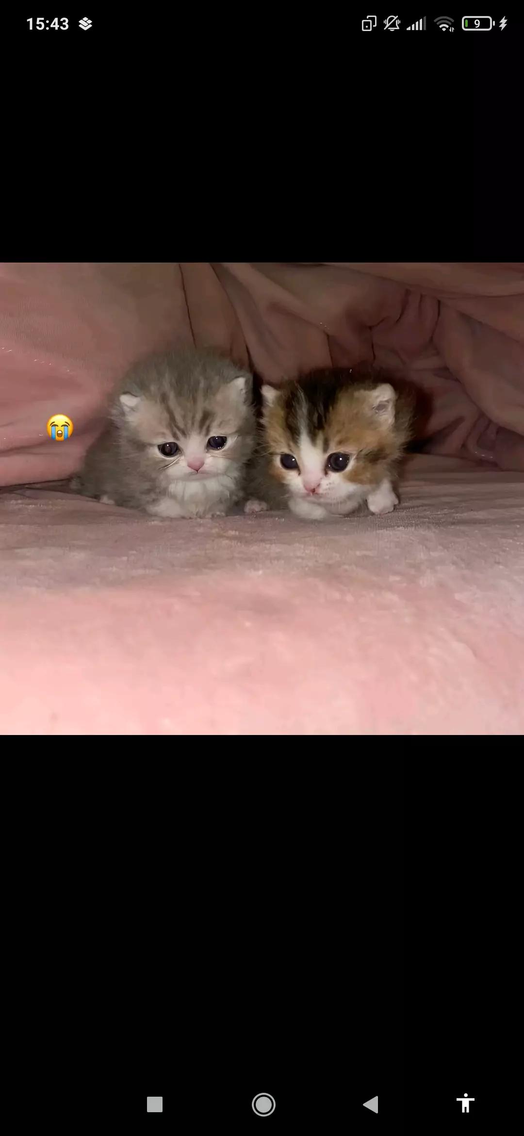 Bebek kedi thumbnail