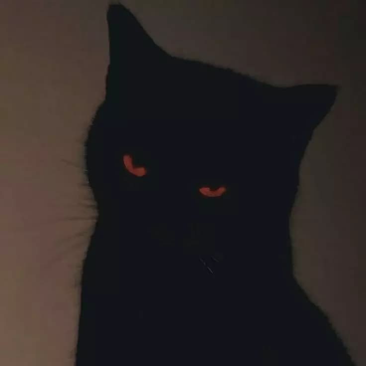 The cat of knowledge. thumbnail