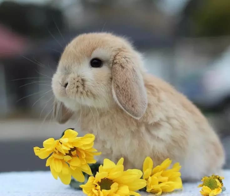 Conejin thumbnail