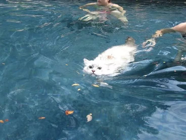 Catmeomew thumbnail