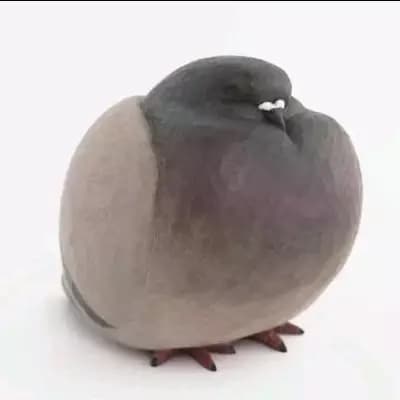 pigeon thumbnail
