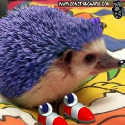 ▪☆Sonic the Hedgehog☆▪ thumbnail