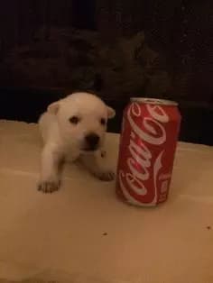 Pancho puppy thumbnail