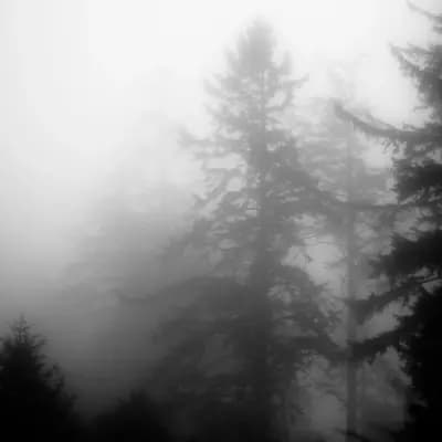 West Wood thumbnail