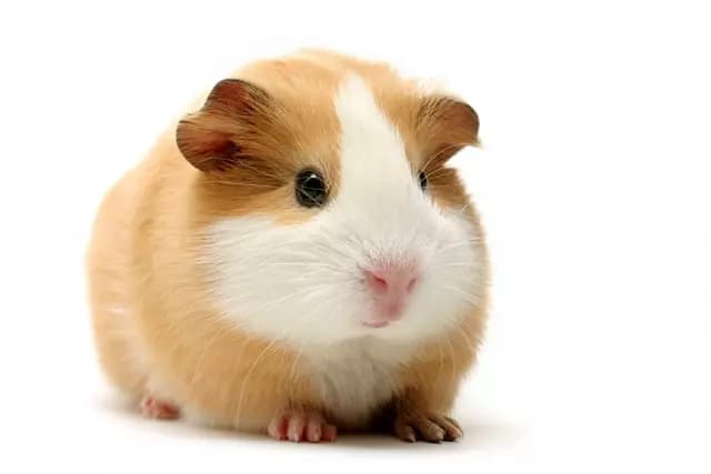 A guinea pig thumbnail