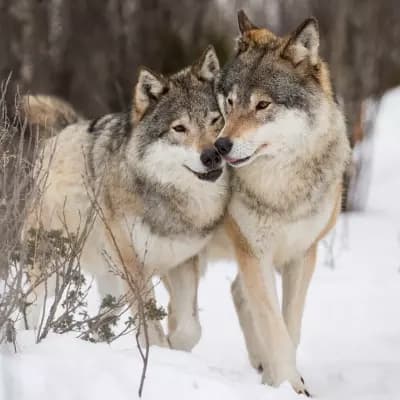 The two wolves in the forest thumbnail