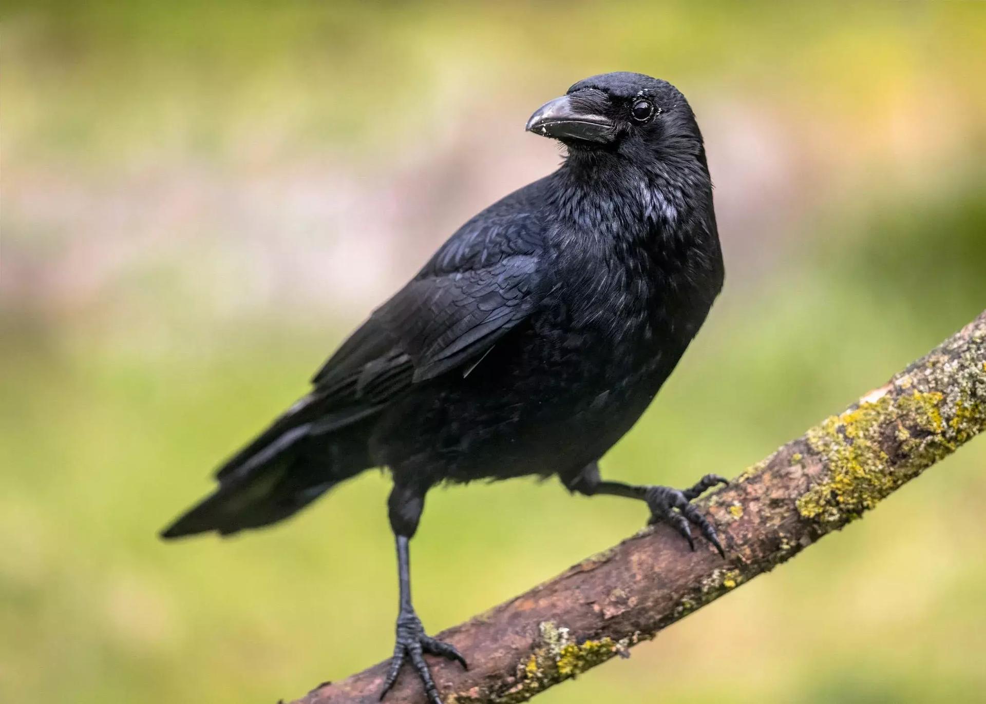 Crow thumbnail