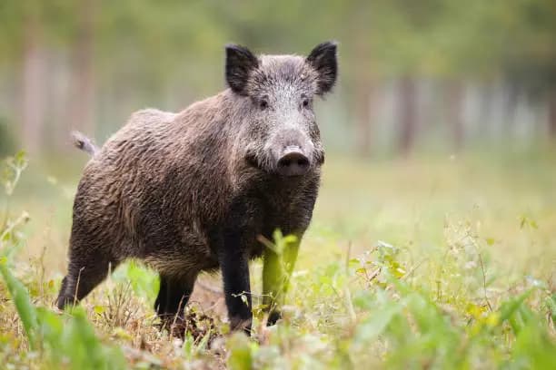 Boar thumbnail