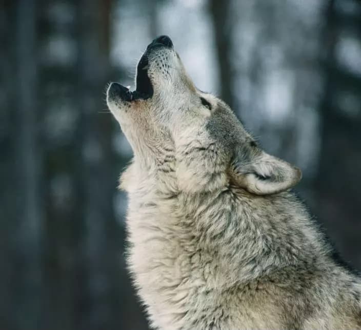 Wolf transformation  thumbnail