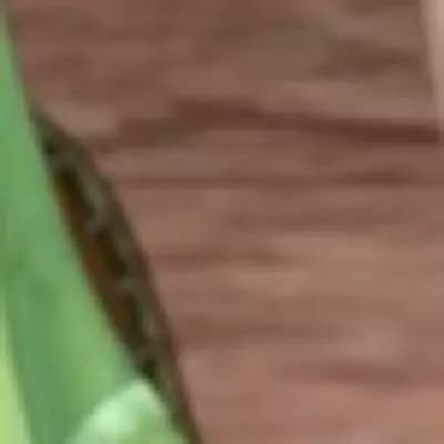 Maribeth thumbnail