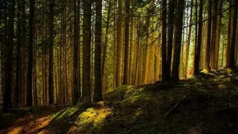 Forest thumbnail