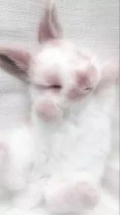Lily thumbnail