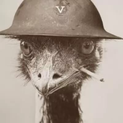 The Emu war  thumbnail