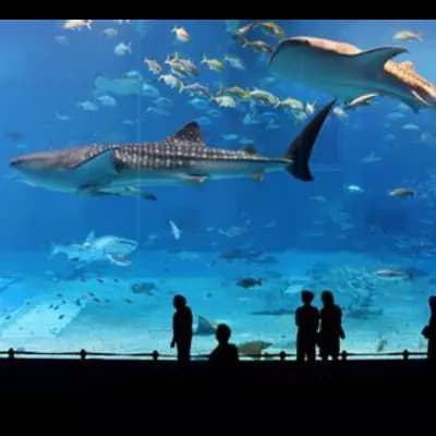 Aquatic Harmony Initiative thumbnail
