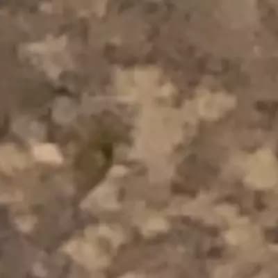 Cookie thumbnail