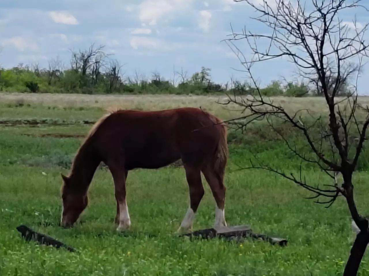dumb horse thumbnail