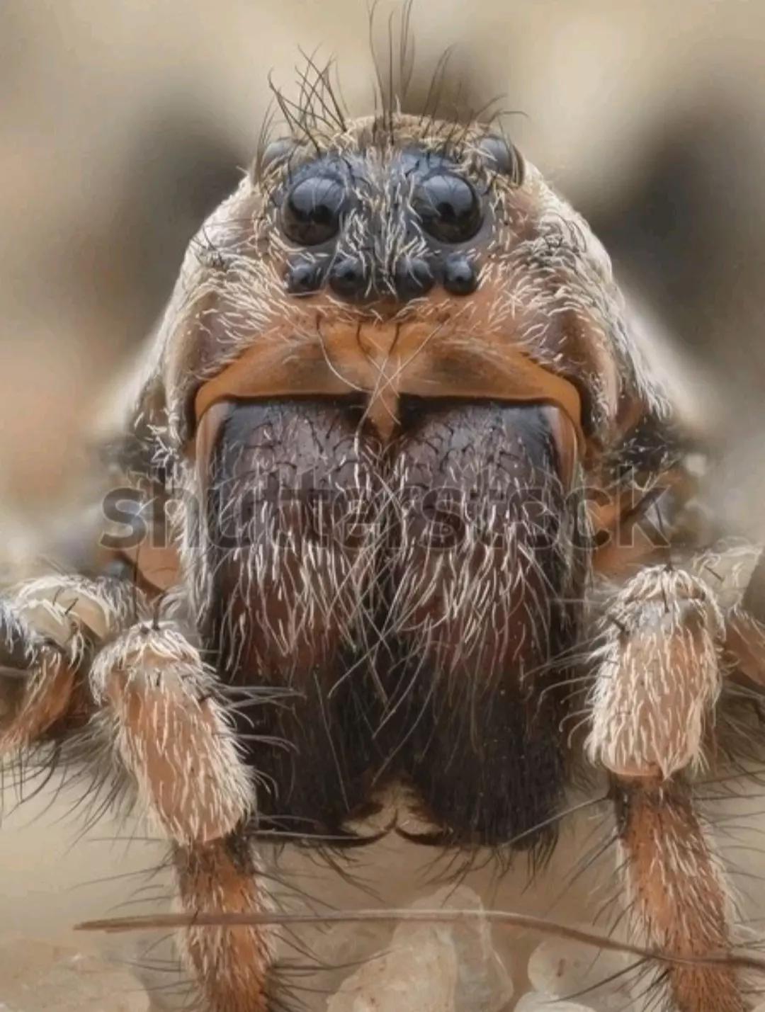 spider thumbnail