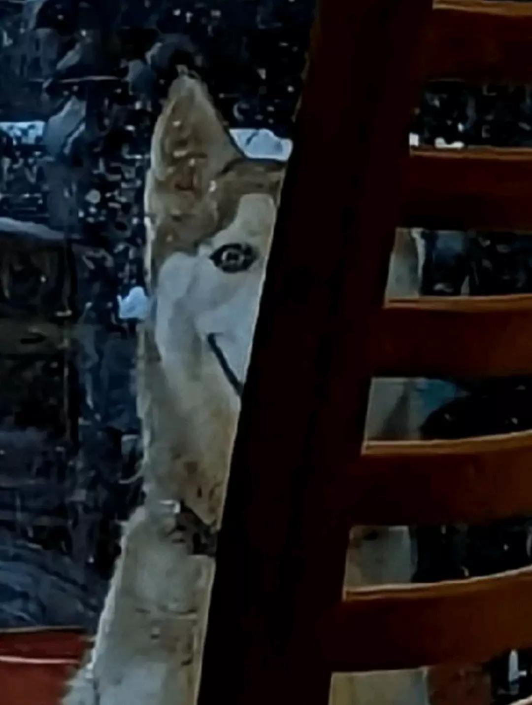 dog thumbnail