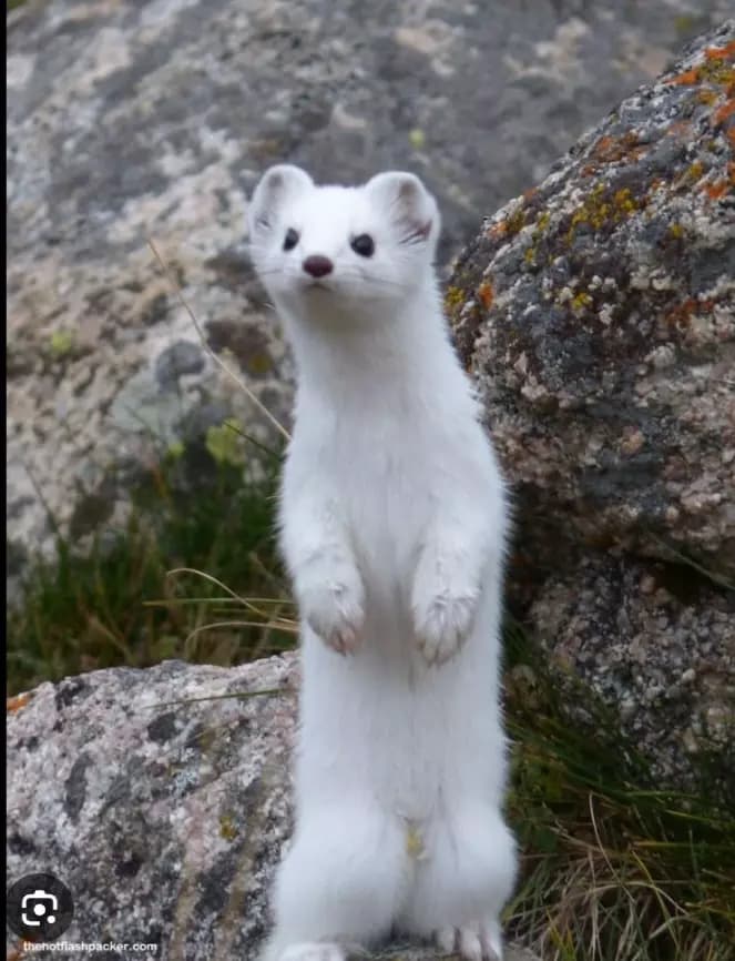 Draco Malfoy mink thumbnail