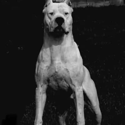Argentine Dogo thumbnail