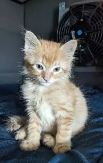 Simba thumbnail