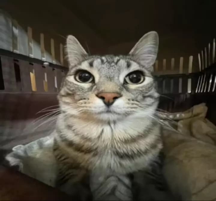 Your "gay" cat called Max thumbnail